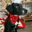 Load image into Gallery viewer, Candy Cane Pet Bandana