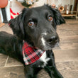 Load image into Gallery viewer, Plaid With Silver Stripe Pet Bandana