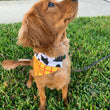 Load image into Gallery viewer, The Sheriff Pet Bandana