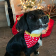Load image into Gallery viewer, Minnie Pet Bandana