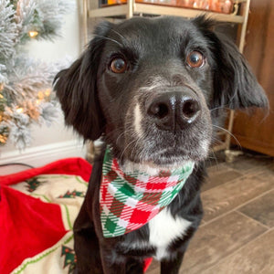Holiday Plaid Pet Bandana