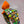 Load image into Gallery viewer, Wilderness Explorer BellaBow
