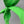 Load image into Gallery viewer, Lime Green BellaBow XL
