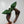 Load image into Gallery viewer, Tree of Life BellaBow
